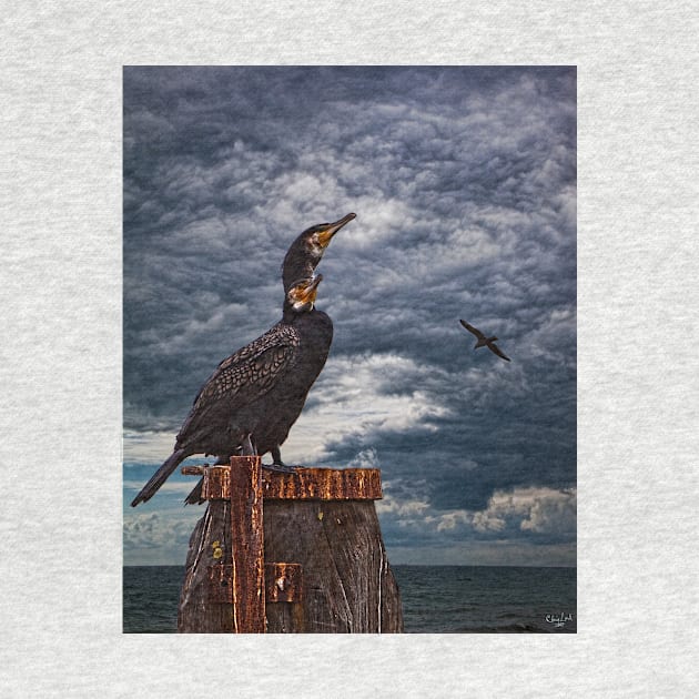 Cormorant Couple by Chris Lord